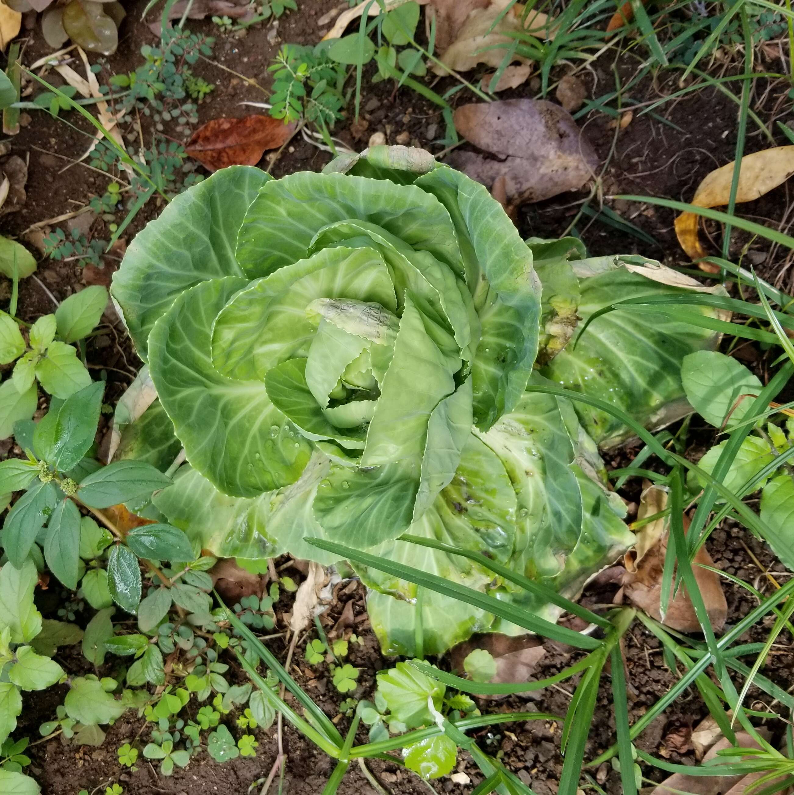 Image of white cabbage