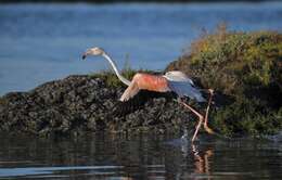 Imagem de Phoenicopterus roseus Pallas 1811