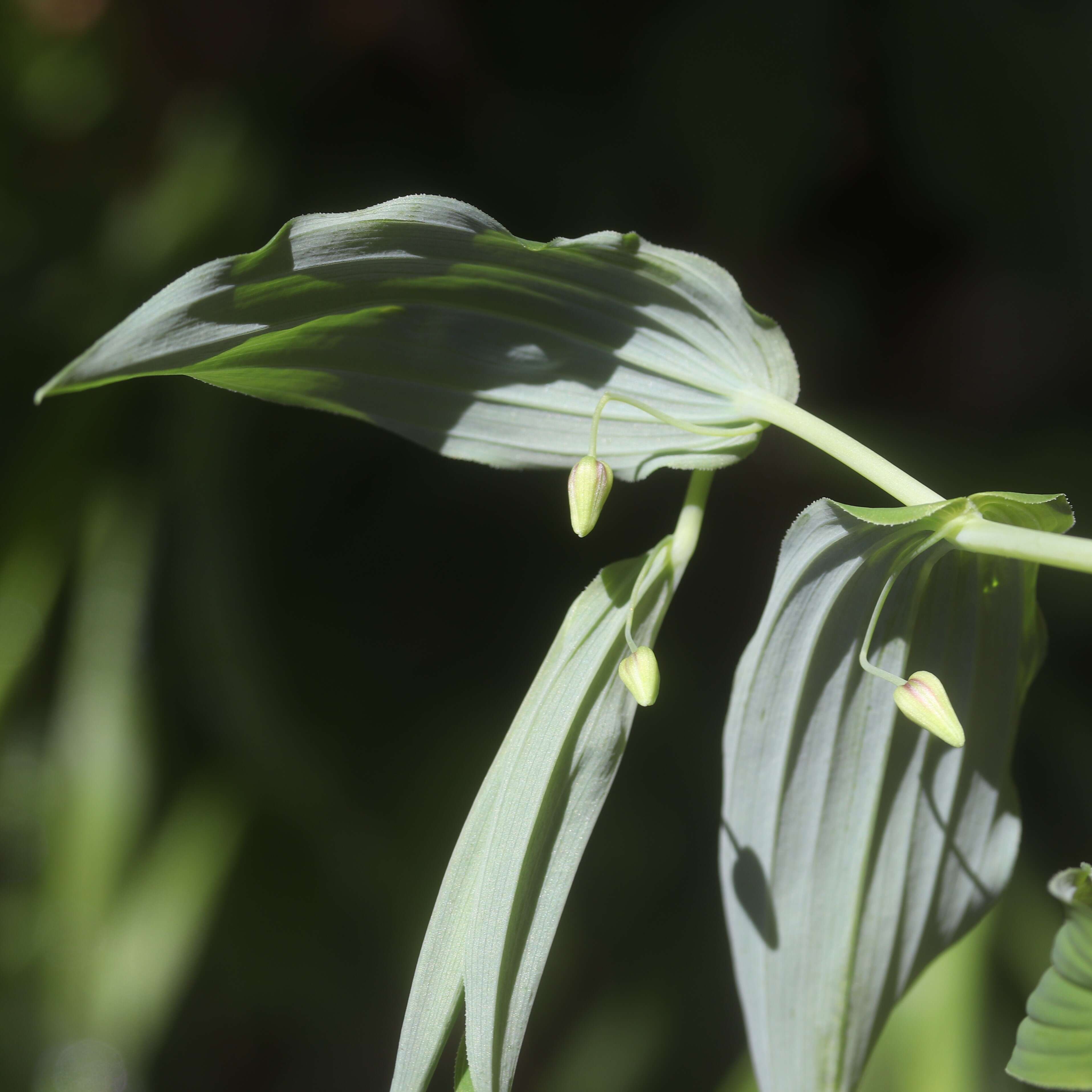 Streptopus amplexifolius (L.) DC.的圖片