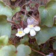 Image of Ivy-leaved Toadflax