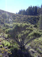 Image of alpine mirrorplant