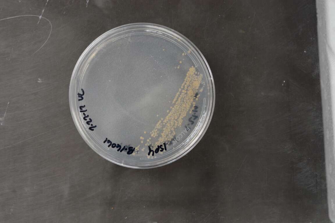 Слика од Micromonosporales