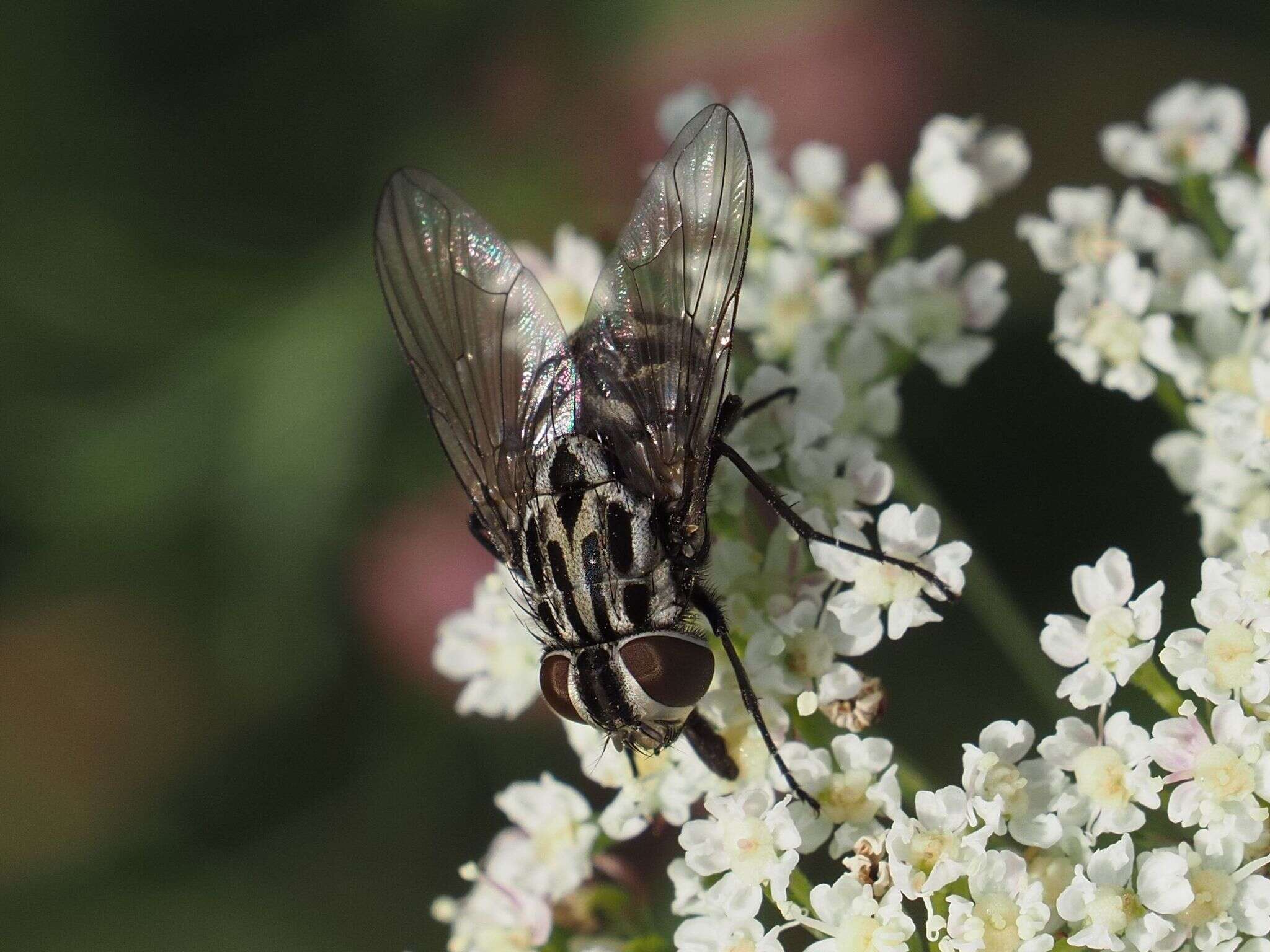 Image of House fly