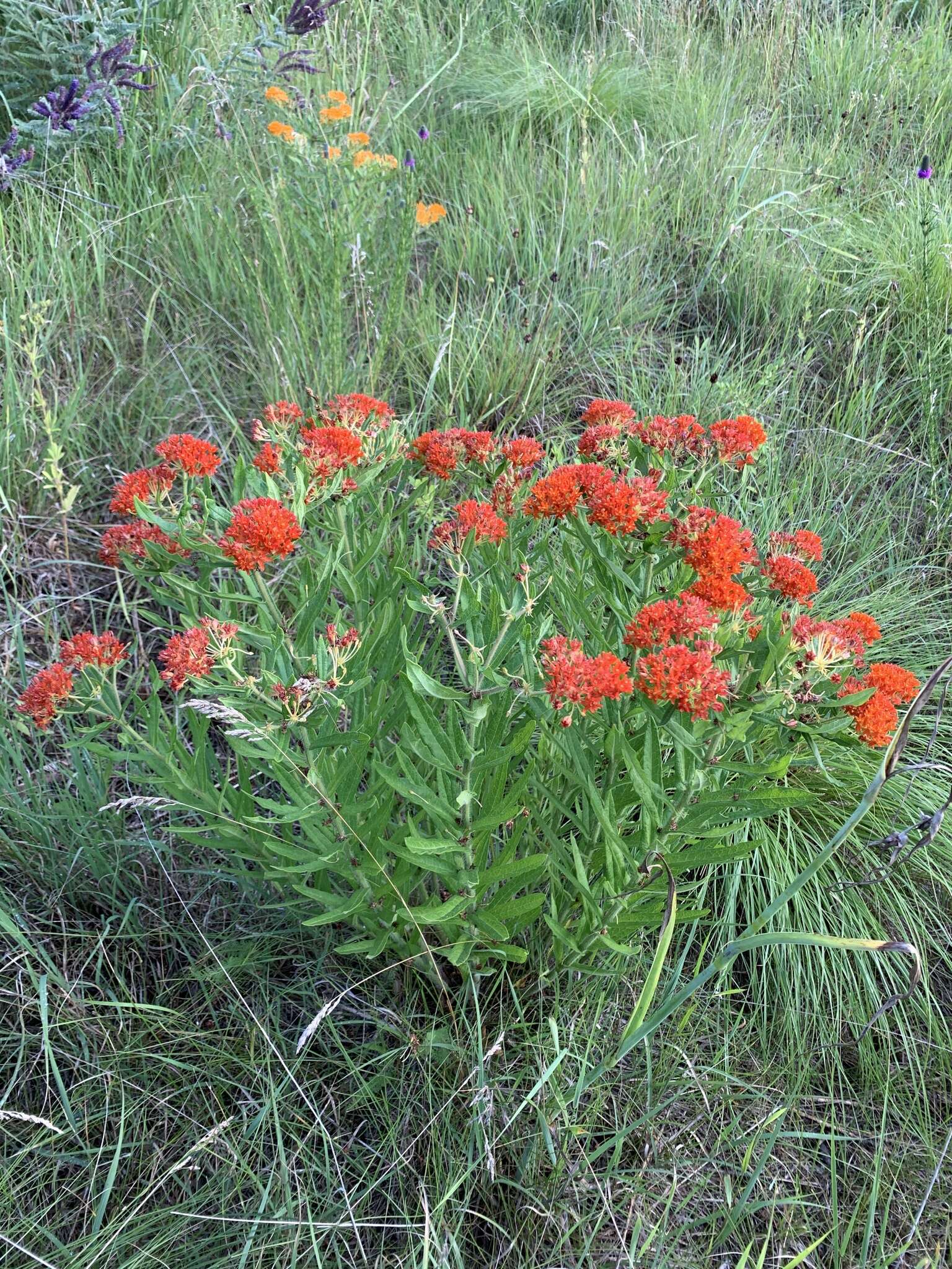 Image of butterfly milkweed