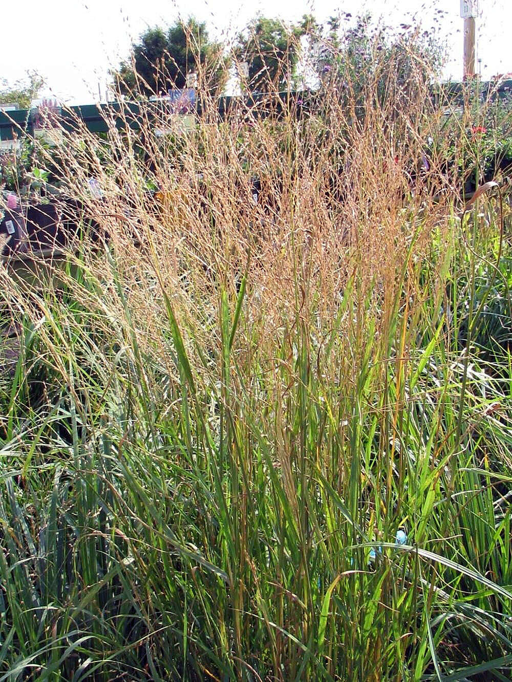 Image of feather reed grass