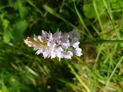 Image of Heath spotted orchid