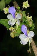 Слика од Rotheca myricoides (Hochst.) Steane & Mabb.