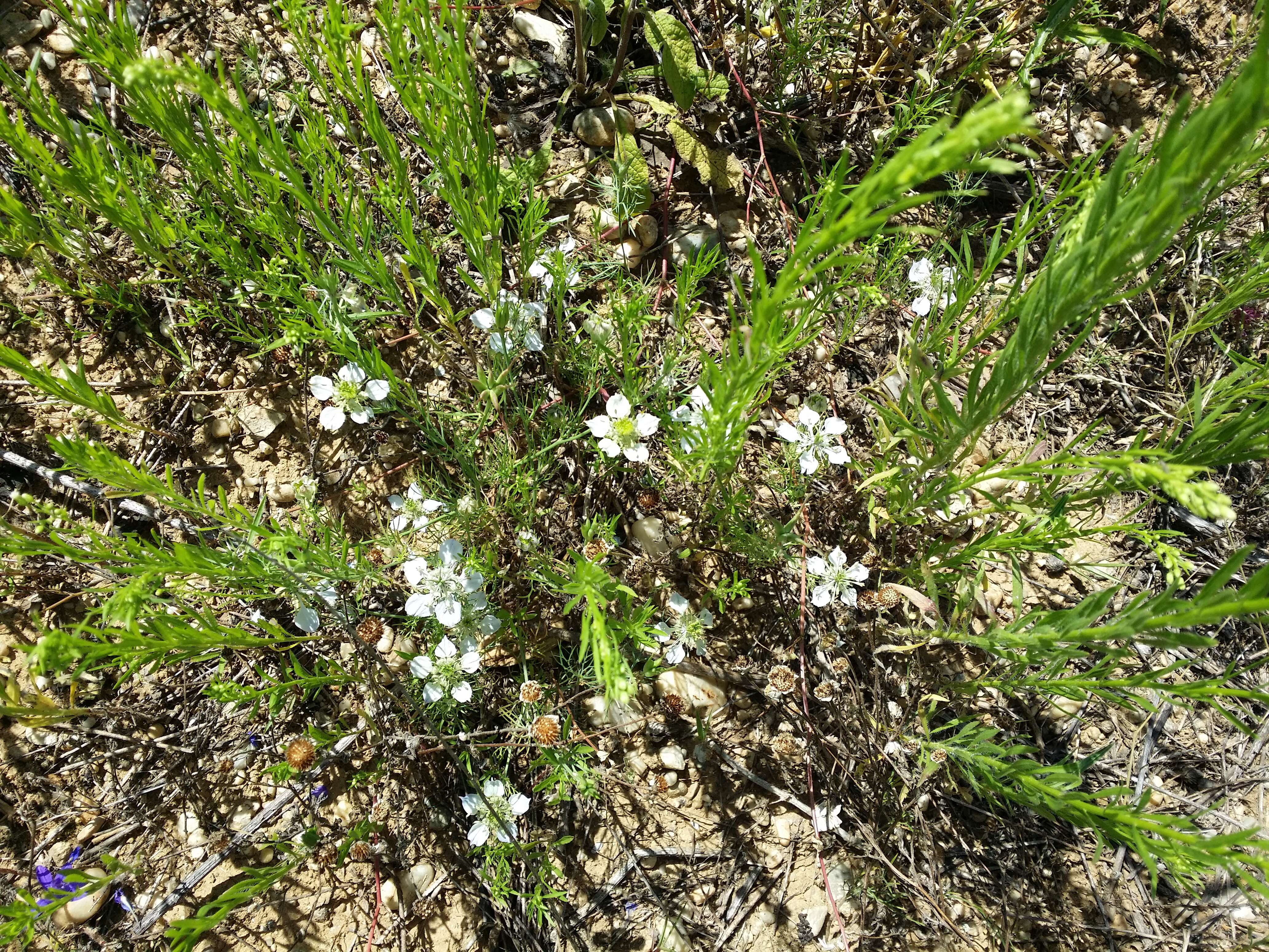 Nigella arvensis L. resmi