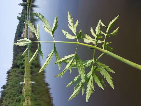 Imagem de Cicuta virosa L.