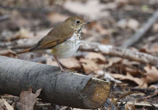 Image of Hermit Thrush