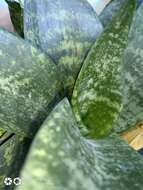 Image of Sansevieria masoniana Chahin.