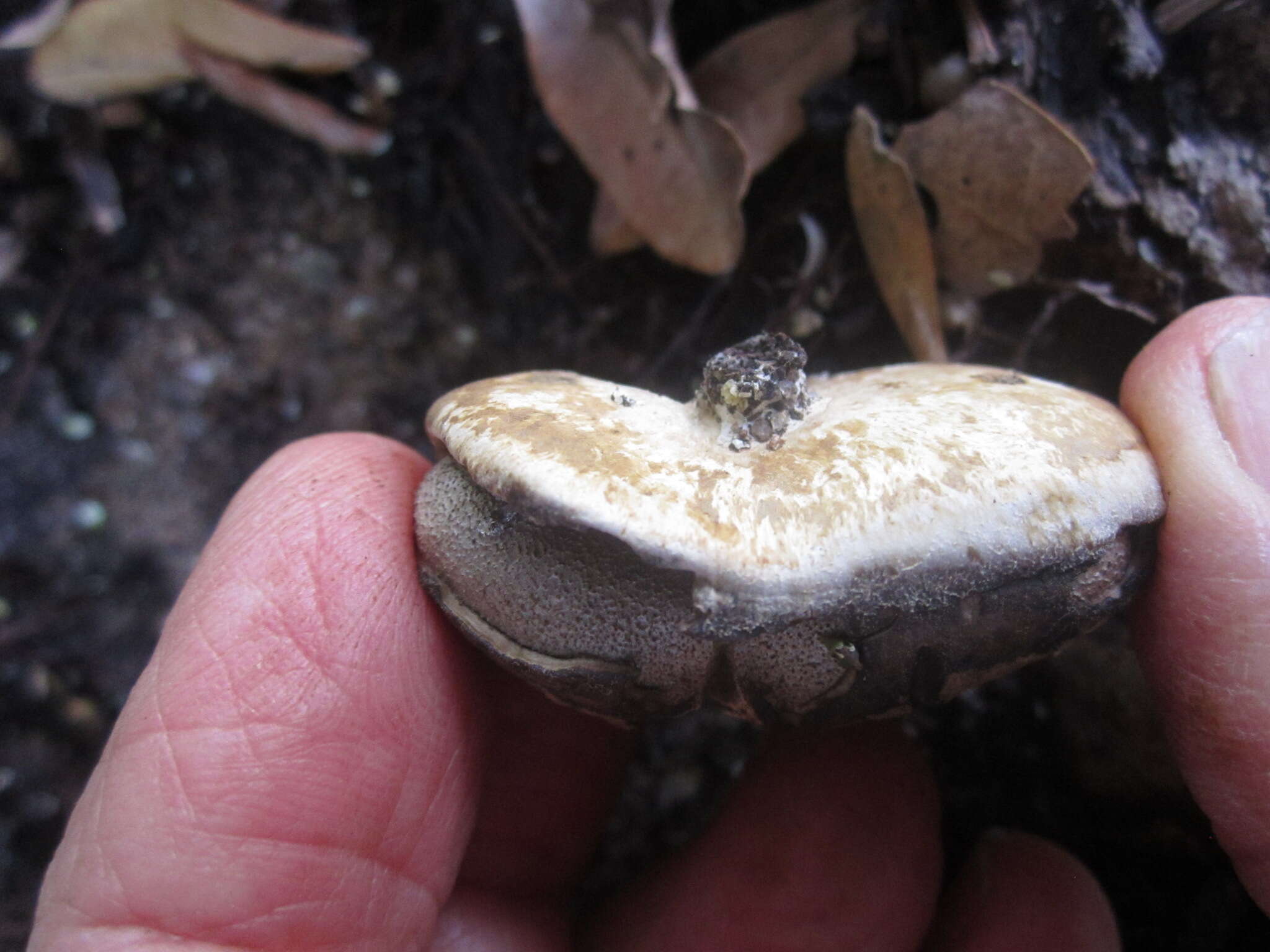 Image de Myriostoma coliforme (Dicks.) Corda 1842