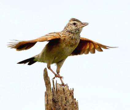 Image of Rufous-naped Lark