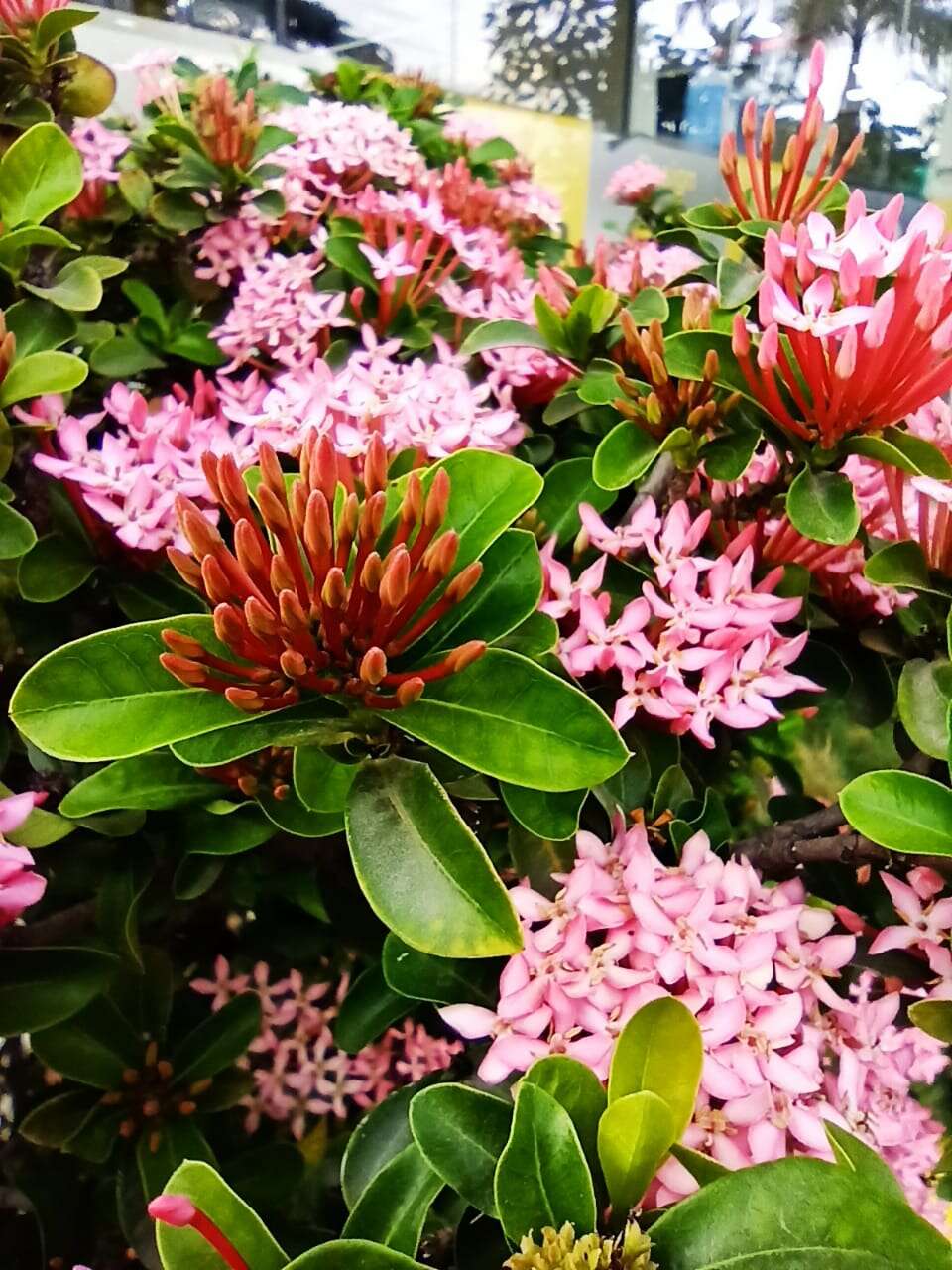 Image of ixora