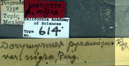 Image of Dorymyrmex flavus McCook 1879