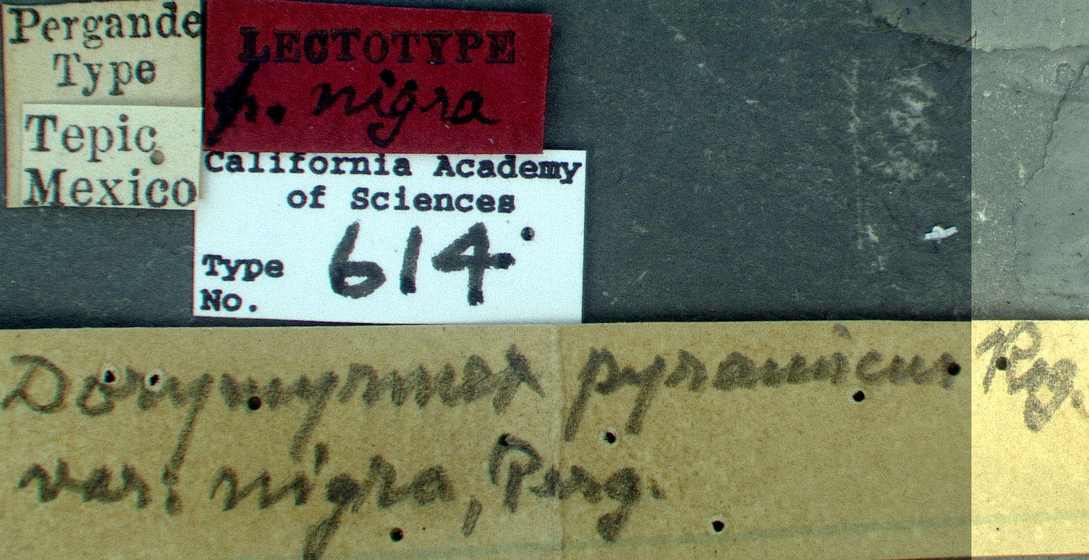 Image of Dorymyrmex flavus McCook 1879