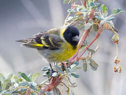 Image of Thick-billed Siskin