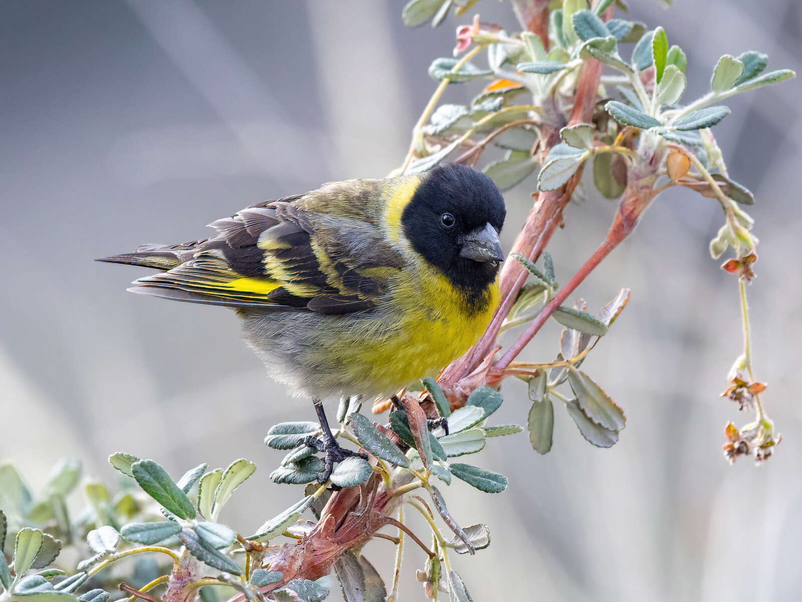 Image of Thick-billed Siskin