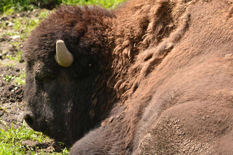 Image of American Bison