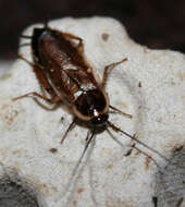 Image of Pennsylvania Wood Cockroach