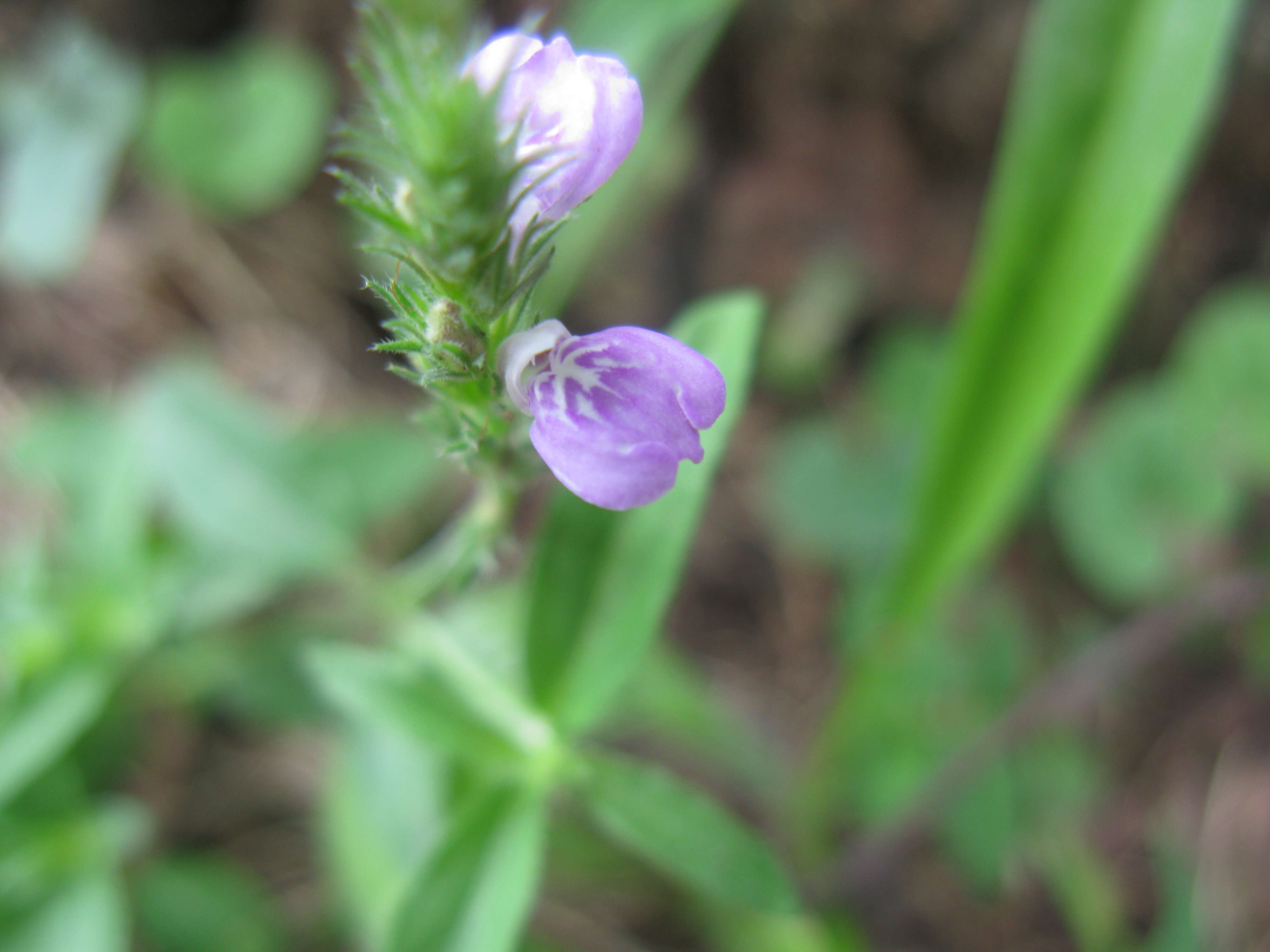 Image of Justicia adscendens subsp. adscendens