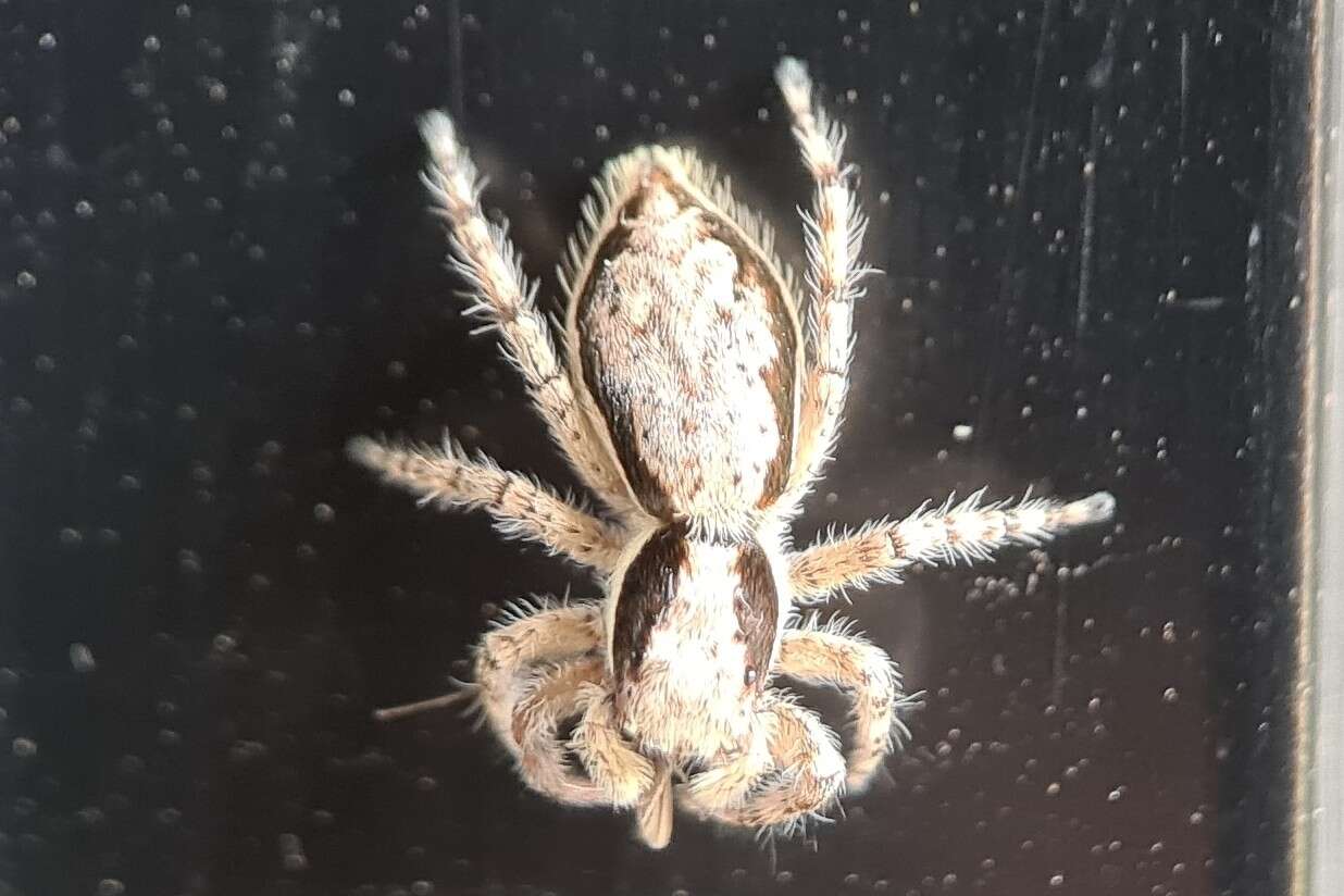 Image of Gray Wall Jumper