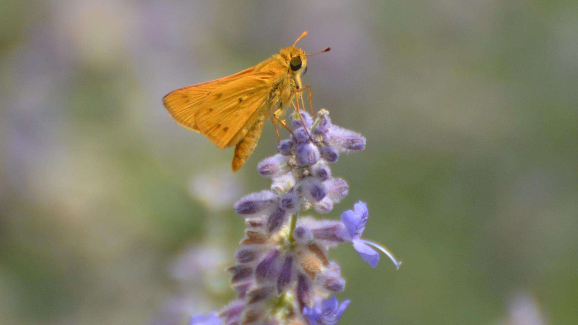 Image de Hylephila phyleus