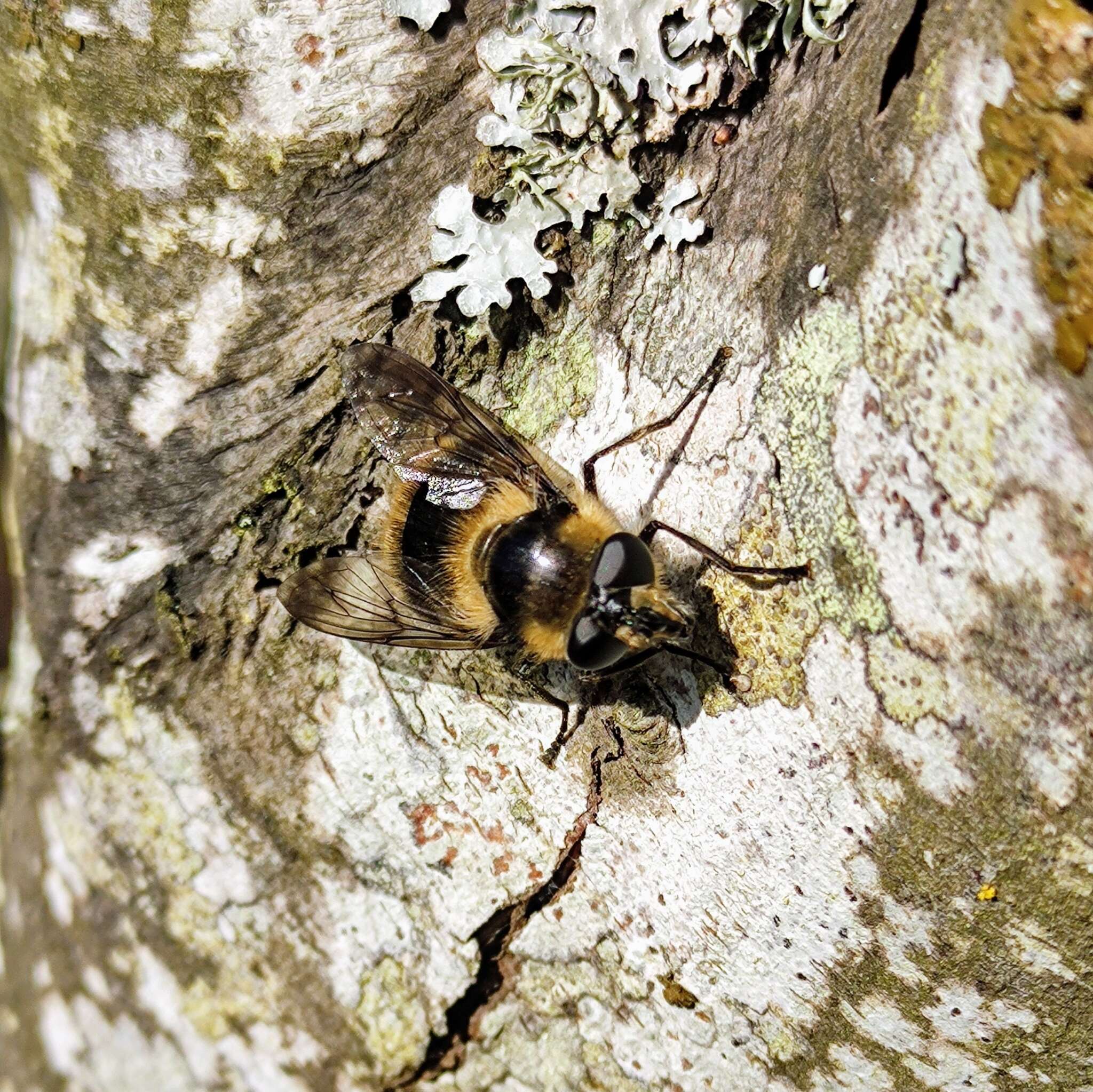 Image of Criorhina nigripes (Williston 1882)