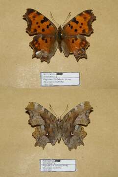 Image of Polygonia interposita