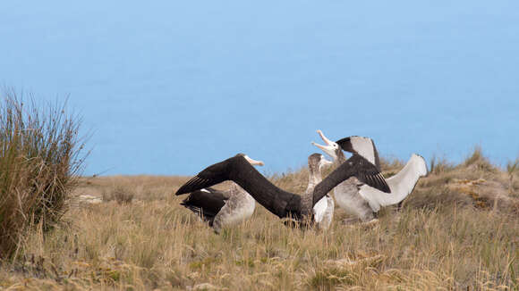 Amsterdam albatrosu resmi