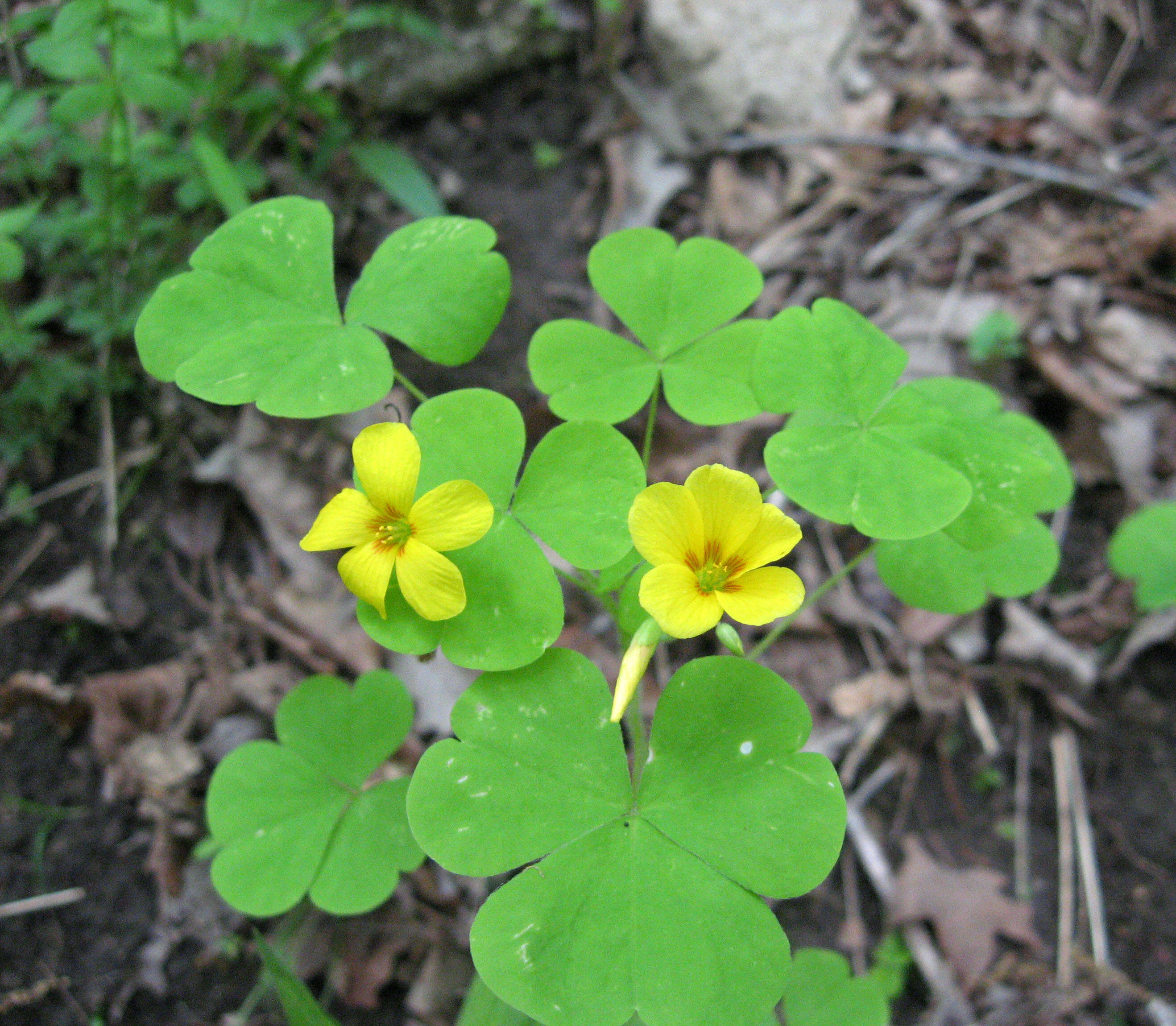 Image of Illinois woodsorrel