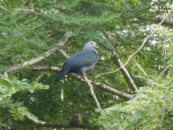 Image of Pacific Imperial Pigeon