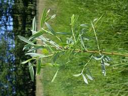 Image of creeping willow