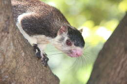 Image of Grizzled Giant Squirrel