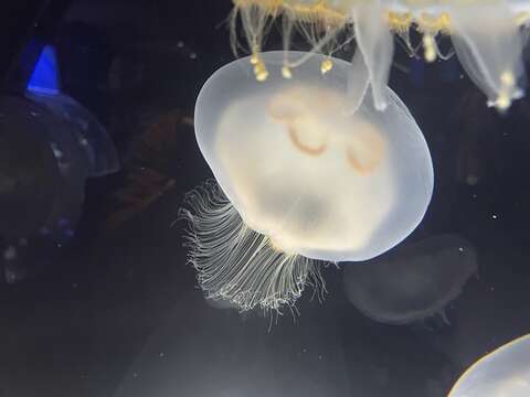 Image of Brown-banded moon jelly