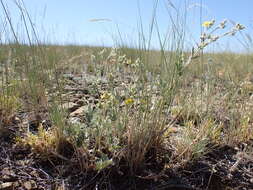 Image of woolly cinquefoil