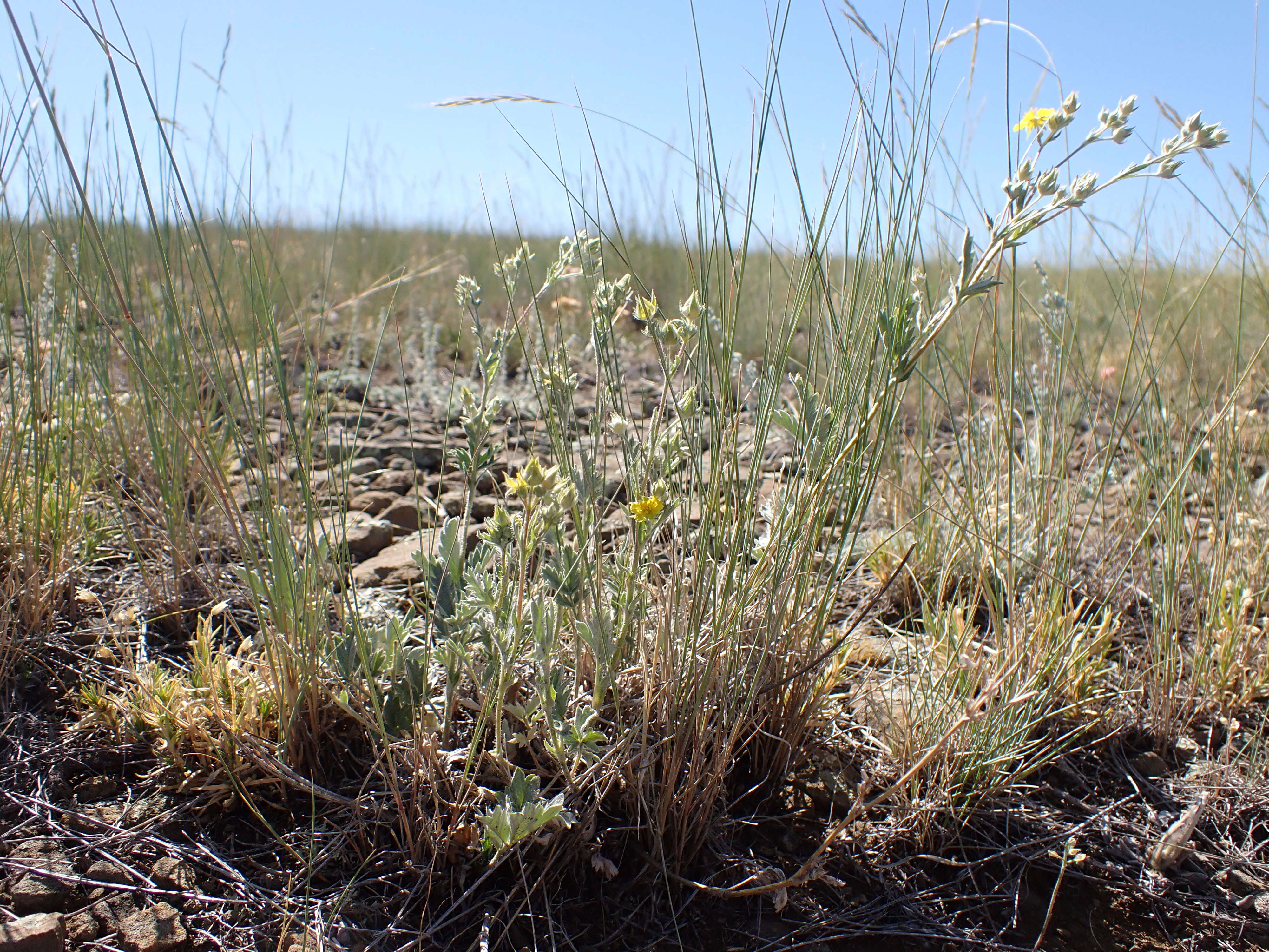 Image of woolly cinquefoil