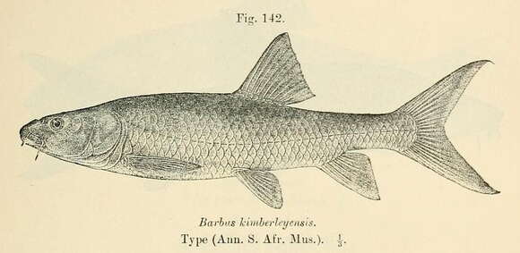 Image de Labeobarbus kimberleyensis (Gilchrist & Thompson 1913)