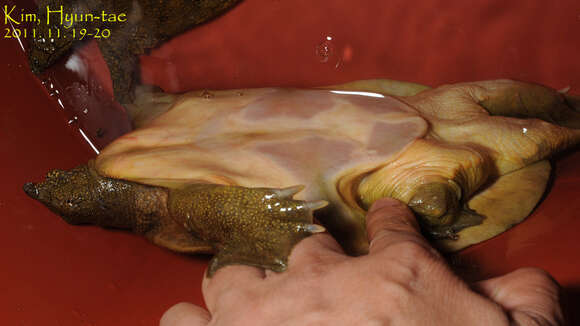 Image of Northern Chinese softshell turtle