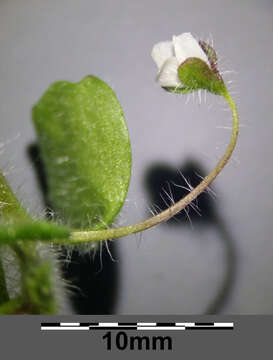 Image of glandular speedwell