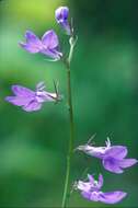 Image of pale lobelia