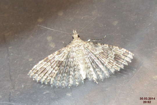 Image of twenty-plume moth