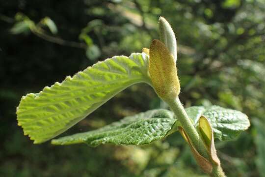 Imagem de Hamamelis mollis Oliv.