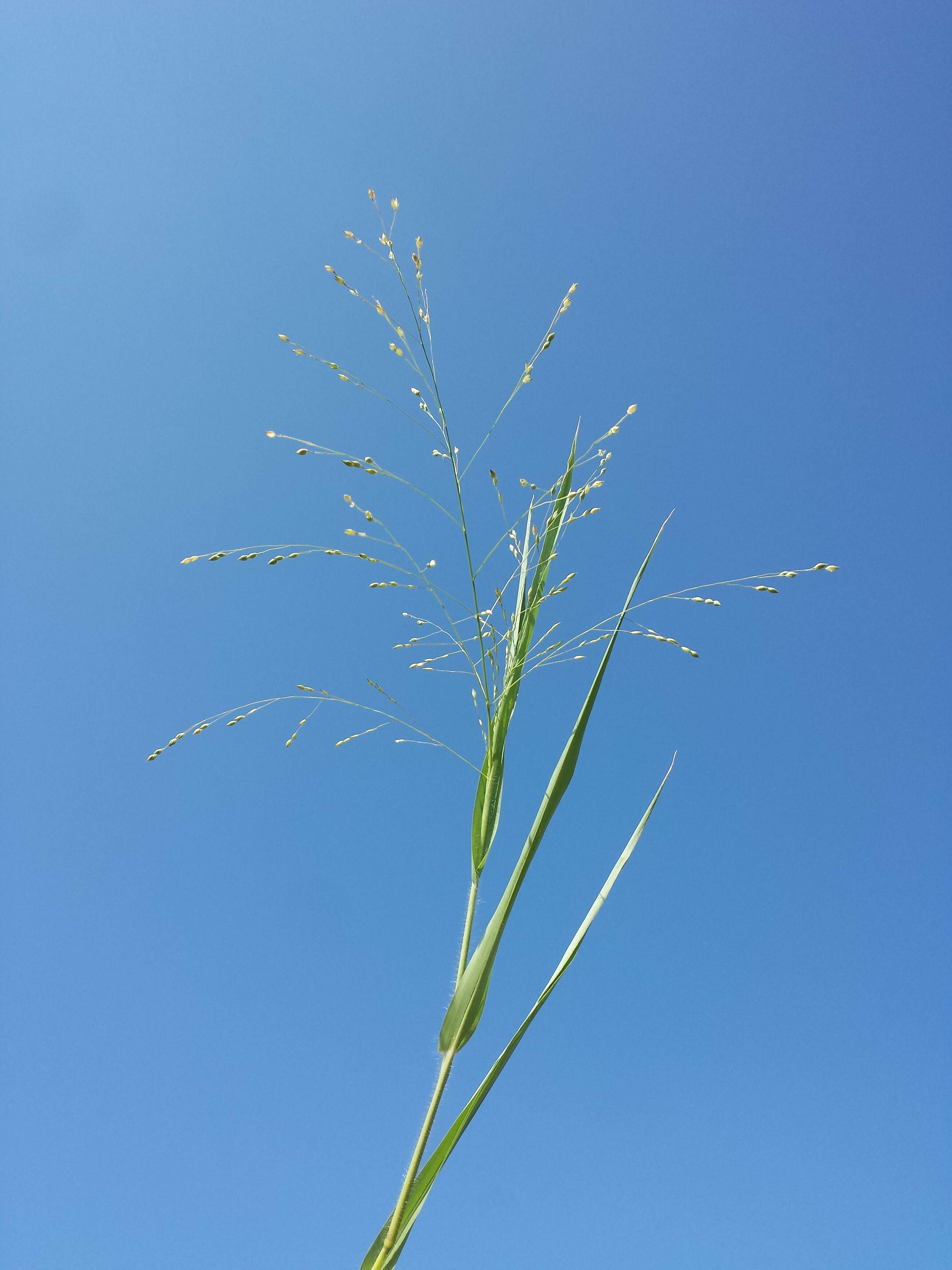 Imagem de Panicum miliaceum L.