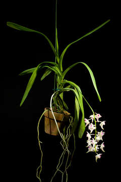 Image of Aerides lawrenceae Rchb. fil.