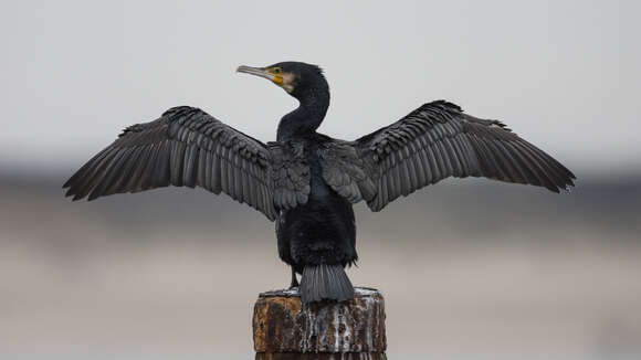 Image of Black Shag