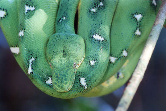 Image of Corallus batesii (Gray 1860)