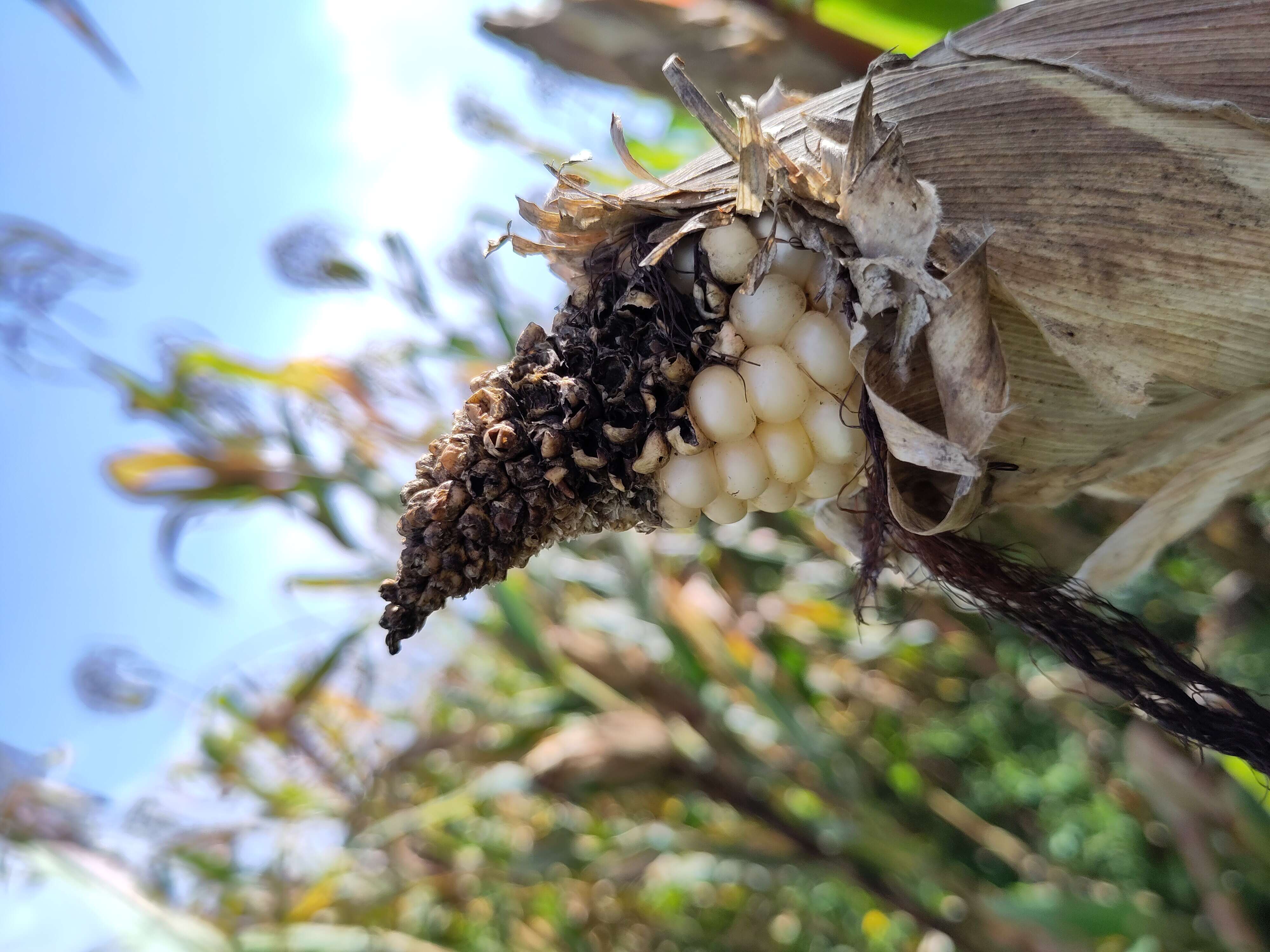 Imagem de Zea mays Saccharata