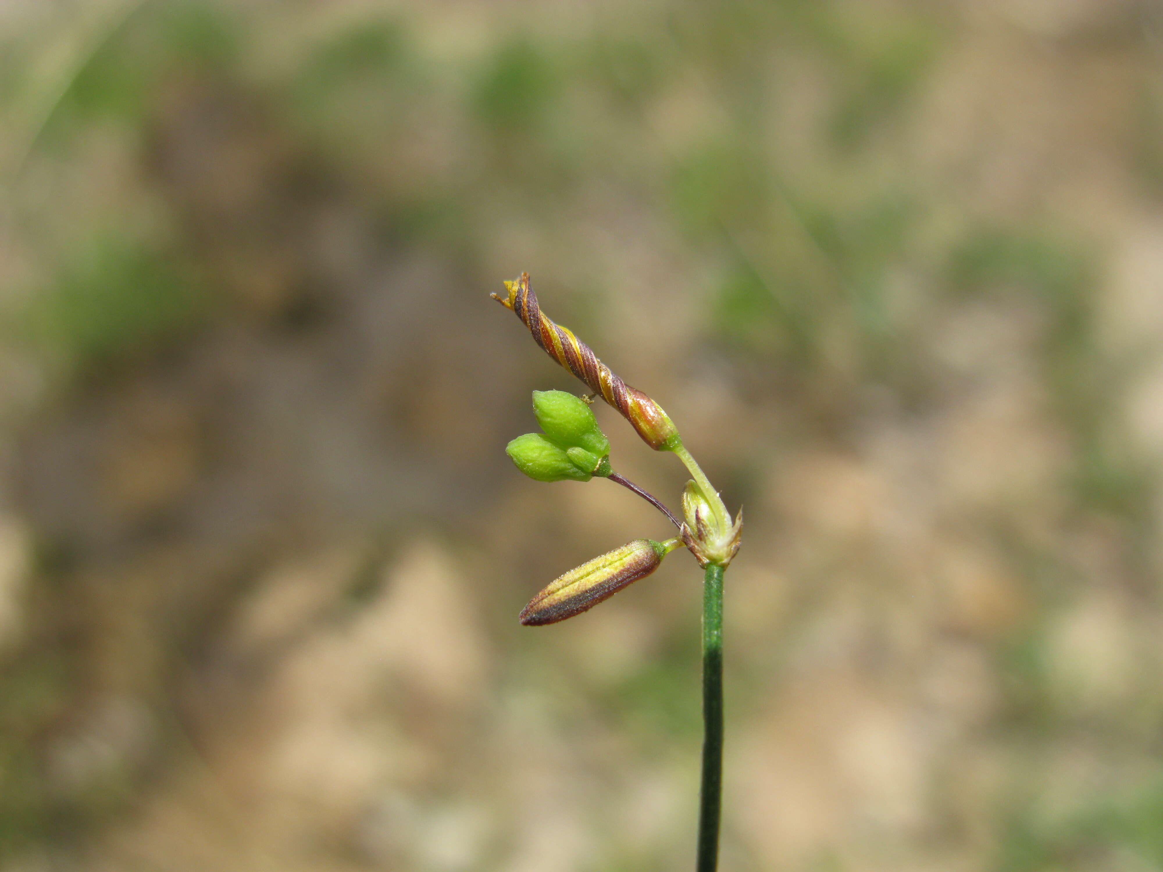 Image of Tricoryne elatior R. Br.