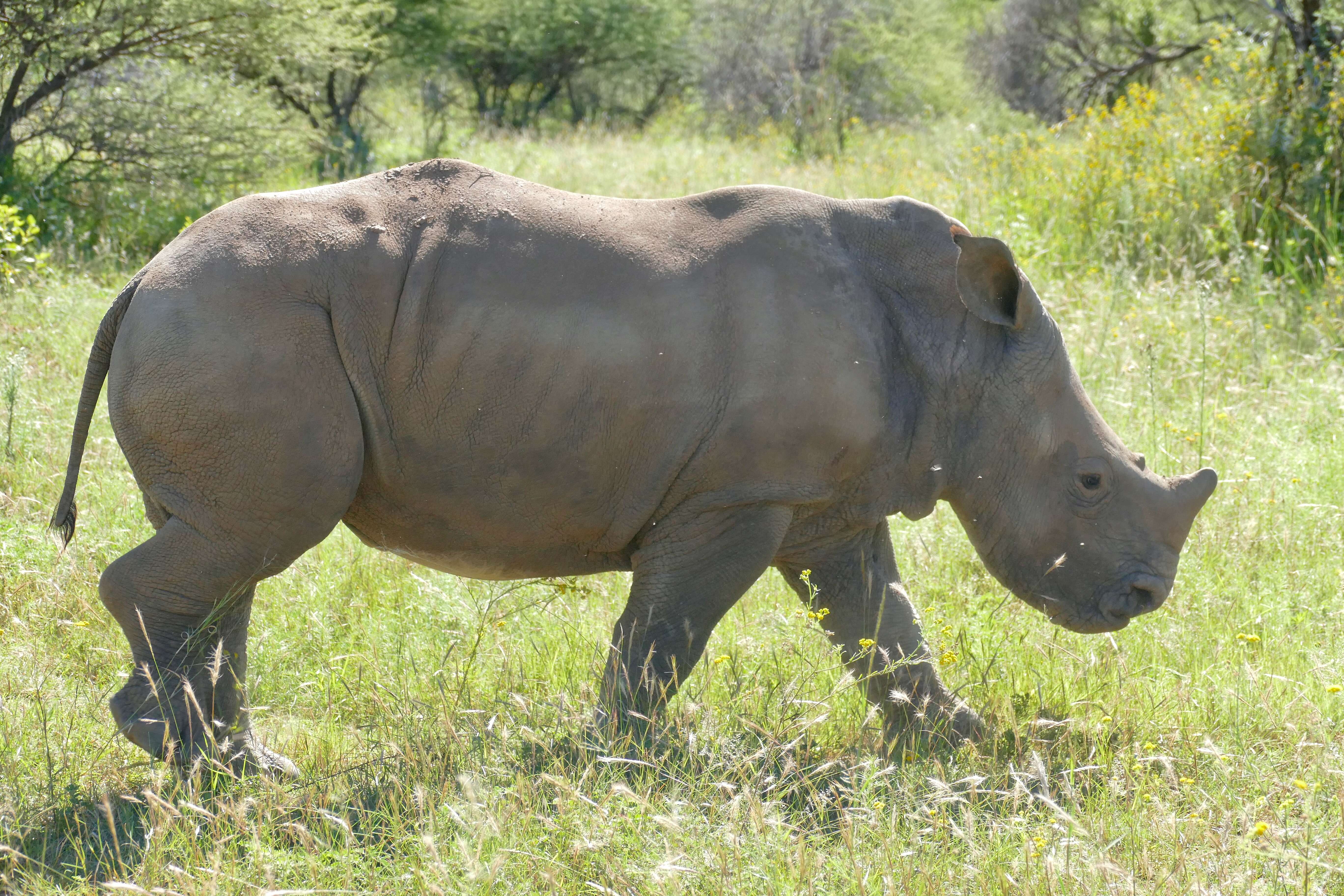 Image of Grass Rhinoceros